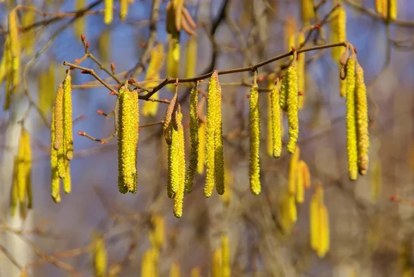 Willow Catkins Jaře — Stock fotografie