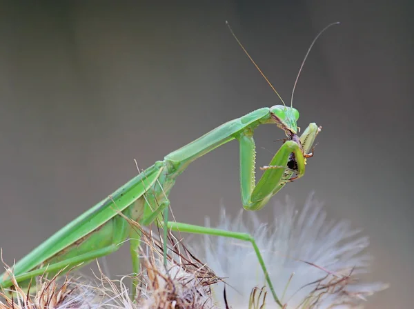 Praying Mantis Insect Bug — Stock Photo, Image