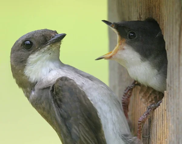 Picturesque Bird Theme Shot — Stock Photo, Image