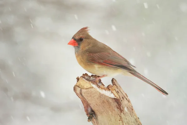 Mujer Cardenal Del Norte Cardinalis — Foto de Stock