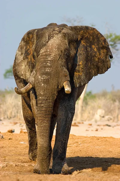 Afrika Büyük Hayvanı Fil — Stok fotoğraf