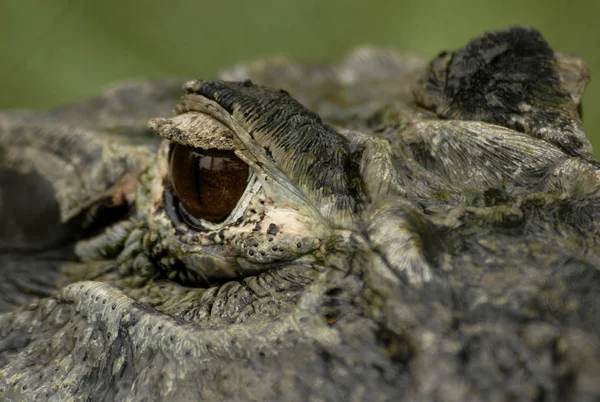 Krokodil Veszélyes Hüllő Állat — Stock Fotó
