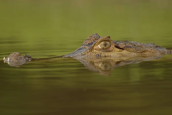 ワニは危険な爬虫類の動物 — ストック写真