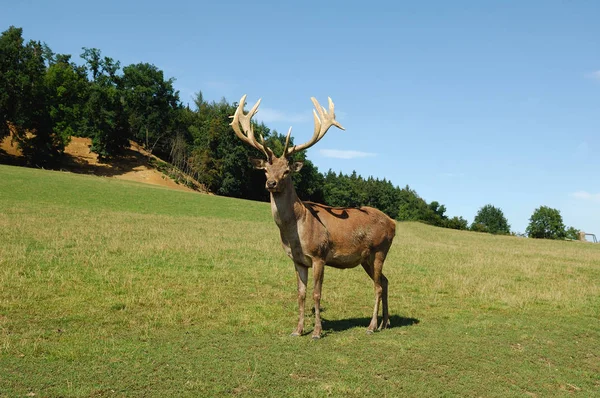 Faune Photographie Animalière — Photo