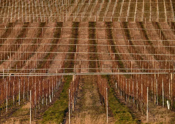 Vineyards Agriculture Grapevine Plants — Stock Photo, Image