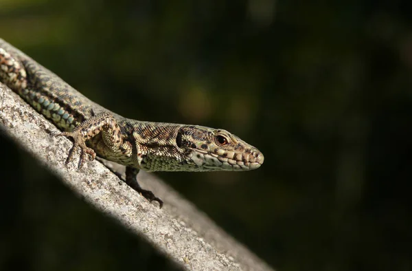 Février 2008 Lézard Dans Notre Jardin Printemps — Photo