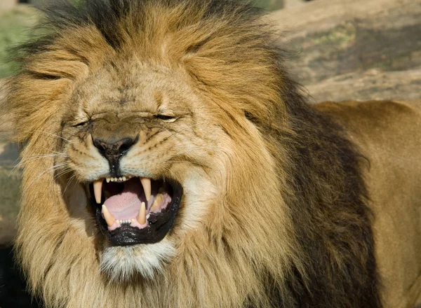 Closeup Lion — Foto de Stock