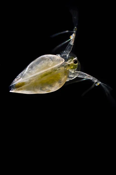 Peut Être Que Peux Aider Déterminer Obtenu Temps Maintenant Pris — Photo