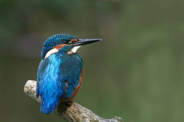 Vista Close Pássaro Kingfisher Vida Selvagem — Fotografia de Stock