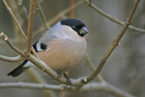 Malebný Pohled Bullfinch Divoké Přírodě — Stock fotografie