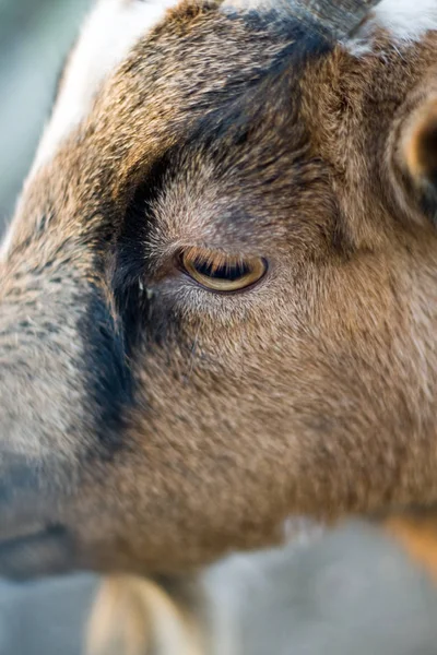 Çiftlik Hayvanları Seçici Odaklanma — Stok fotoğraf