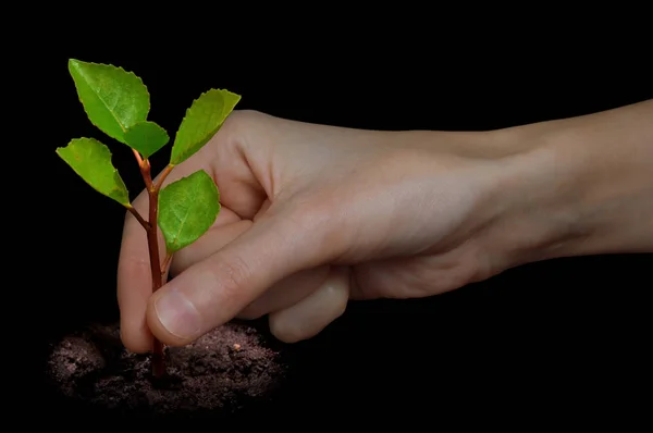 Plantando Mano Árbol Joven — Foto de Stock