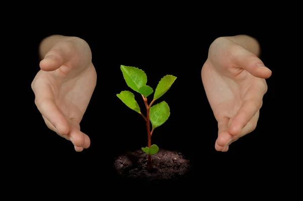 Manos Protegiendo Pequeño Árbol —  Fotos de Stock