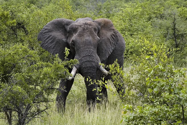 Kaland Kelet Afrikában — Stock Fotó