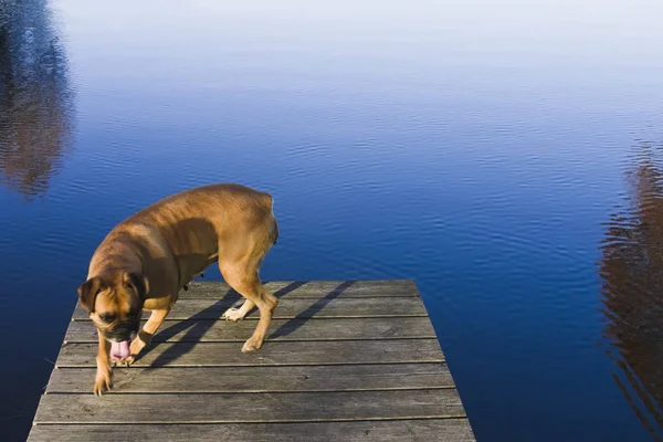 Portret Van Een Schattige Hond — Stockfoto