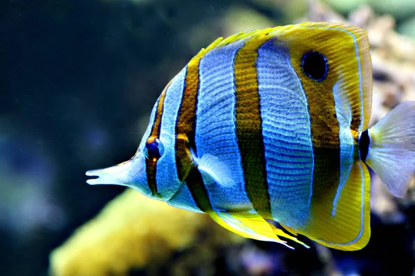 海の生き物の水中写真 — ストック写真