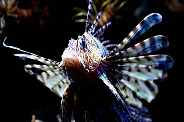 海洋生物 水中的海狮鱼 水生动物 — 图库照片