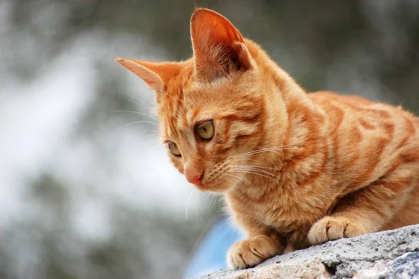 笑いの種 ギリシャ国内の猫 — ストック写真