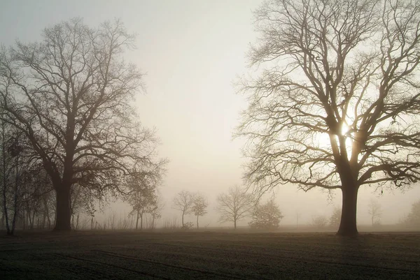 Trees Fog — Stock Photo, Image