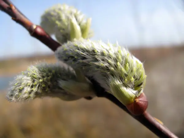 Schöne Botanische Aufnahme Natürliche Tapete — Stockfoto