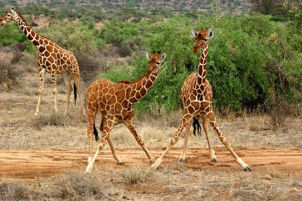 Žirafy Zvířata Volně Žijící Živočichové Flóra Fauny — Stock fotografie