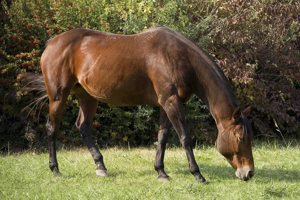 Horses Outdoors Daytime — Stock Photo, Image