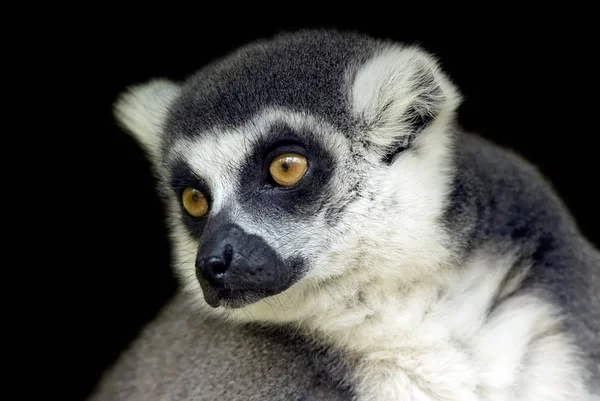 Ringsvansad Lemur Djur Flora Och Fauna — Stockfoto