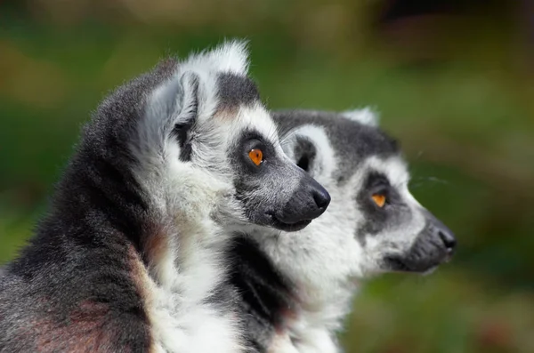 Halka Kuyruklu Lemur Hayvanı Bitki Hayvan — Stok fotoğraf