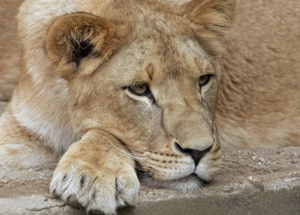 Lion Predator Animal Feline Predator — Stock Photo, Image