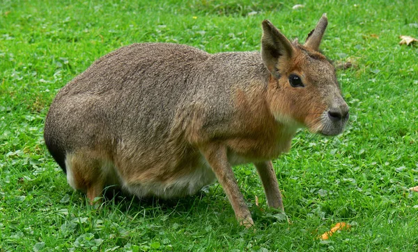 Słodkie Kangura Zwierzę Australijski Ssak — Zdjęcie stockowe
