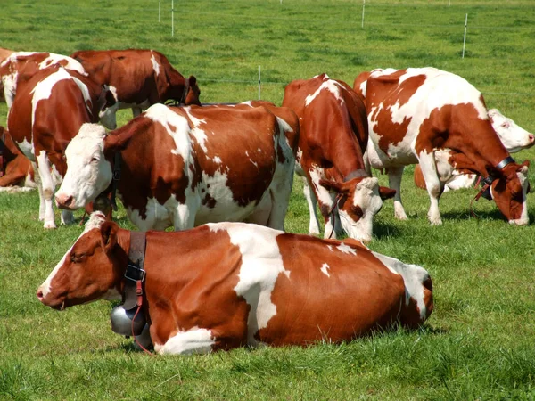 Коровы Естественном Ландшафте Избирательный Фокус — стоковое фото
