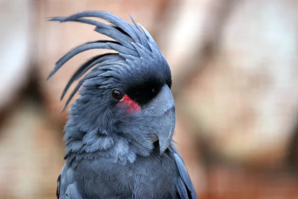 Schilderachtig Uitzicht Prachtige Kakadu Vogel — Stockfoto