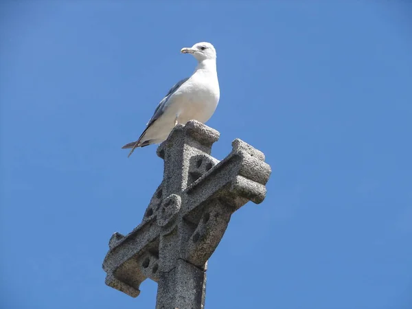 Urlaubsbrüter Auf Portugal — Stockfoto