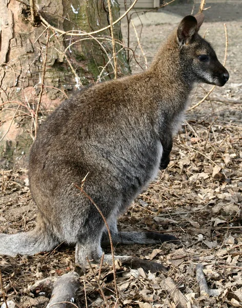 Kanguru Hewan Mamalia Australia — Stok Foto