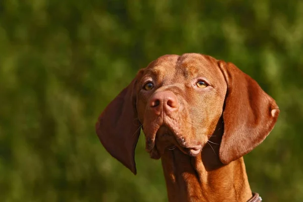 Portrait Cute Dog — Stock Photo, Image