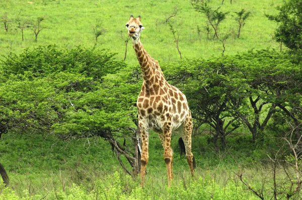 Girafa Animal Mamífero Herbívoro Africano — Fotografia de Stock