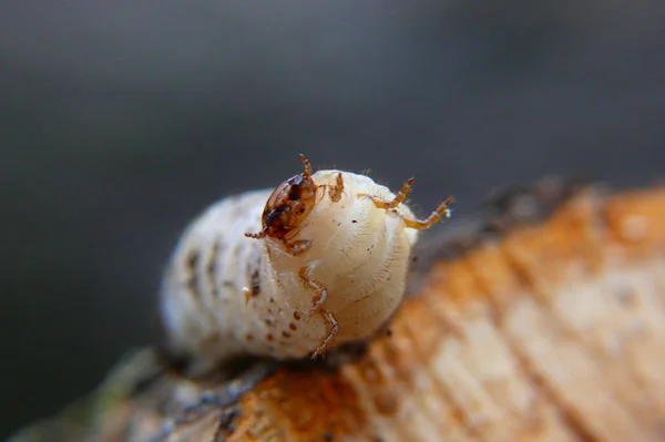 Close Van Een Insect Wilde Natuur Stockfoto