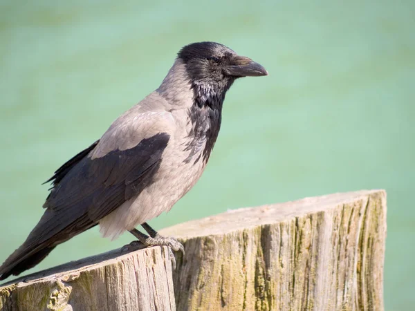 Una Flecha Alimentada Mano Corvus Cornix — Foto de Stock