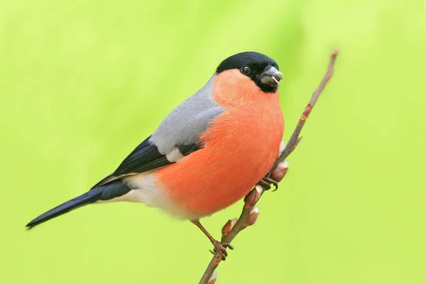 Red Tit Branch — 图库照片