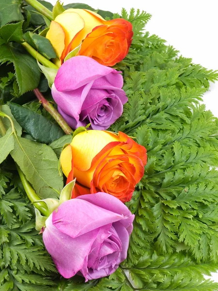 Vacker Utsikt Över Vackra Blommande Rosor — Stockfoto