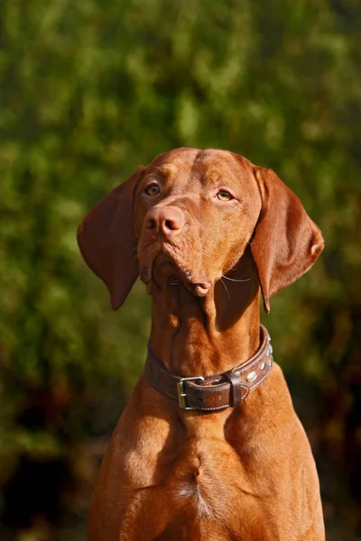 Węgierski Vizsla Brązowy Pies — Zdjęcie stockowe