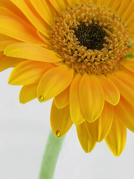 Gerbera Sommerblume Blütenblätter — Stockfoto