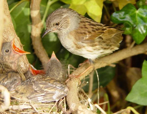 Dunnock Nest — Stock Photo, Image