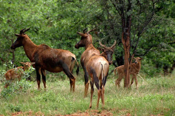 Foto Animal Ciervo Mamífero — Foto de Stock