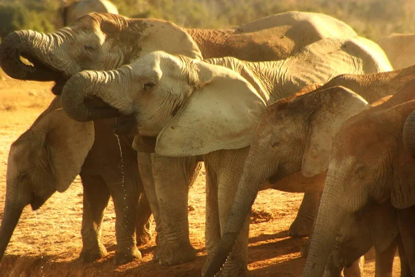 Zwierzęta Afrykańskie Ssaki Słoni — Zdjęcie stockowe