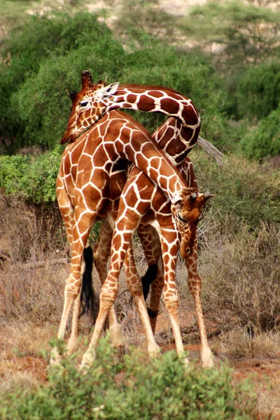 Girafe Animal Photo Dans Nature Faune Sauvage — Photo