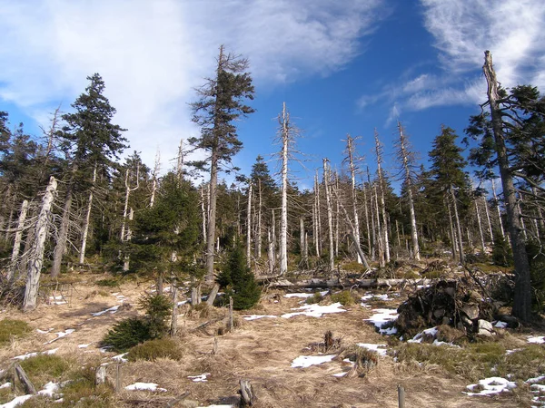 Diese Bäume Brocken Leiden Nicht Nur Unter Kälte Wind Und — Stockfoto