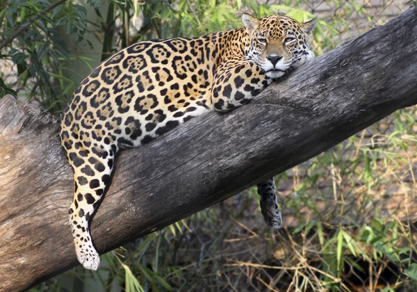Cheeta Kat Luipaard Dier — Stockfoto