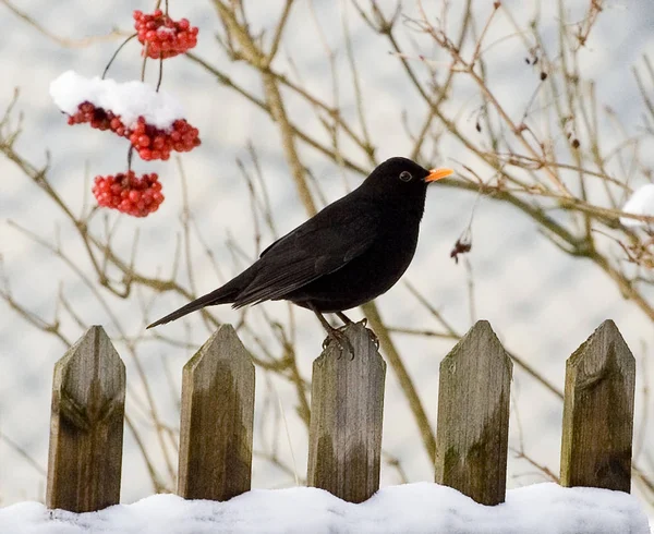 Schilderachtig Uitzicht Prachtige Vogel Natuur — Stockfoto