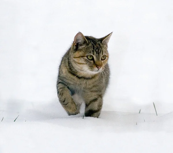 Gatto Nella Neve — Foto Stock